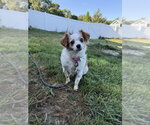 Small #5 Chihuahua Mix