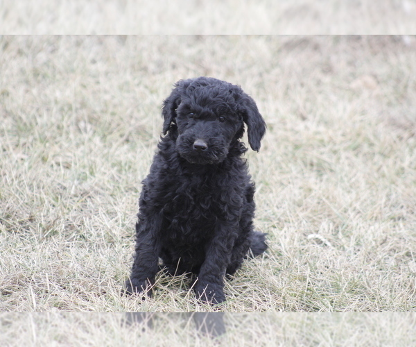 Medium Photo #5 Goldendoodle Puppy For Sale in MEMPHIS, MO, USA