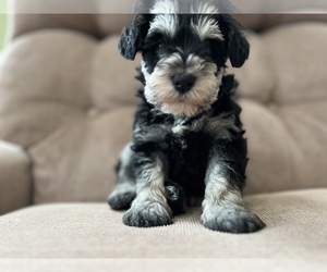 Schnauzer (Miniature) Puppy for sale in WILMINGTON, NC, USA