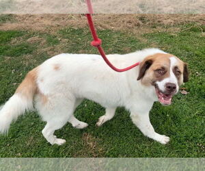 Saint Pyrenees Dogs for adoption in Williamsburg, IA, USA