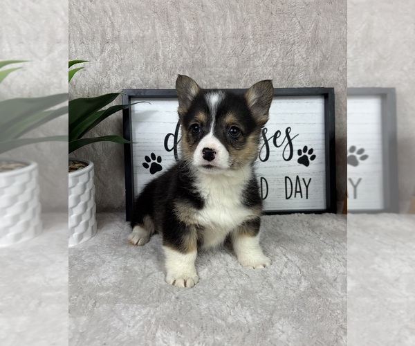 Medium Photo #2 Pembroke Welsh Corgi Puppy For Sale in FRANKLIN, IN, USA