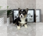 Small #1 Pembroke Welsh Corgi