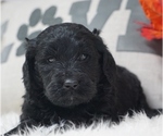 Small Photo #8 Goldendoodle Puppy For Sale in WEST PLAINS, MO, USA
