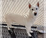 Small #4 German Shepherd Dog