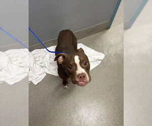 Boxer-Unknown Mix Dogs for adoption in Las Vegas, NV, USA