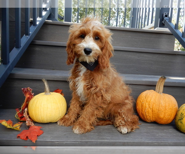 Medium Photo #3 Cavapoo Puppy For Sale in MILLERSBURG, OH, USA