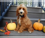 Small Photo #3 Cavapoo Puppy For Sale in MILLERSBURG, OH, USA