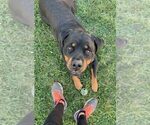 Small Photo #4 Rottweiler Puppy For Sale in BUFFALO, NY, USA