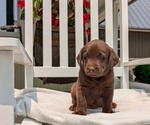 Puppy Mya Labrador Retriever