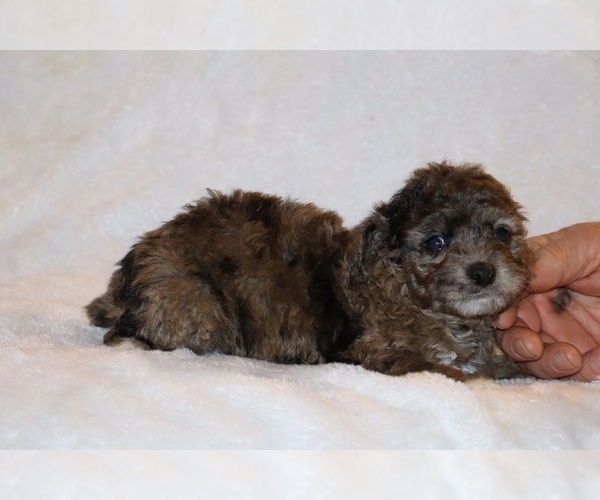 Medium Photo #4 Poodle (Toy) Puppy For Sale in DYERSBURG, TN, USA