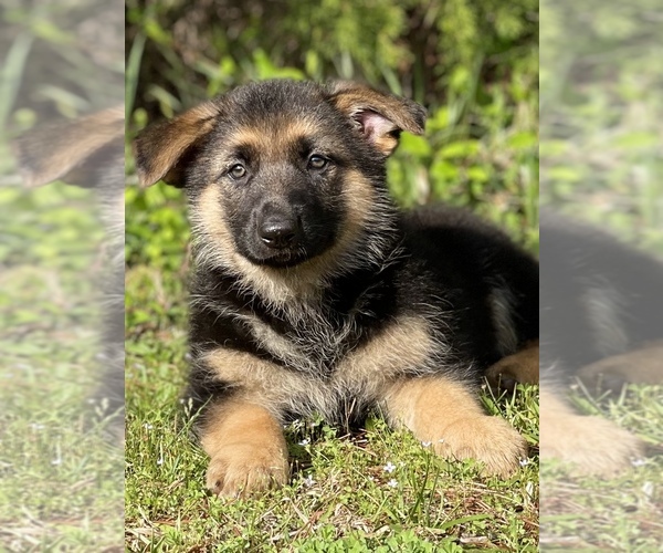 View Ad German Shepherd Dog Puppy For Sale Near Georgia Mount Airy Usa Adn 244480