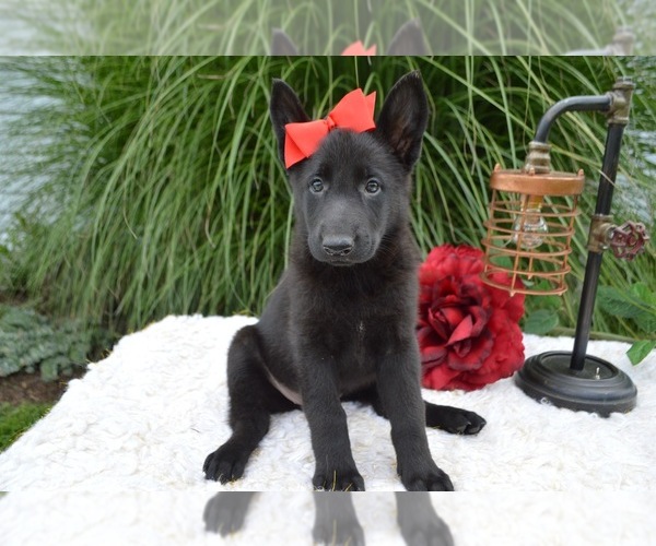 Medium Photo #4 German Shepherd Dog Puppy For Sale in HONEY BROOK, PA, USA