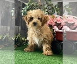 Small #2 Poodle (Miniature)