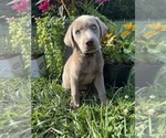 Image preview for Ad Listing. Nickname: AKC Silver Labs