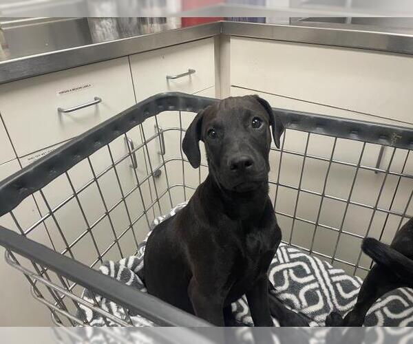 Medium Photo #1 Great Dane-Unknown Mix Puppy For Sale in HESPERIA, CA, USA