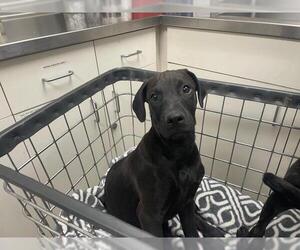 Great Dane-Unknown Mix Dogs for adoption in HESPERIA, CA, USA