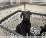 Small Great Dane Mix