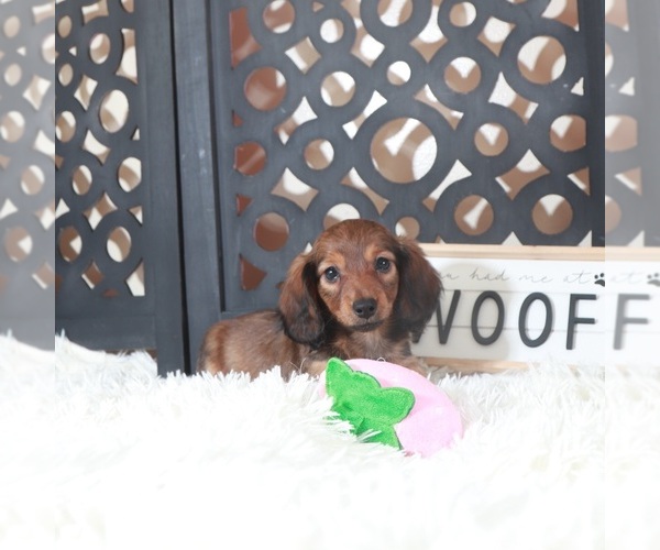 Medium Photo #2 Dachshund Puppy For Sale in MOUNT VERNON, OH, USA