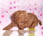 Small Photo #1 Poodle (Miniature) Puppy For Sale in DULUTH, GA, USA