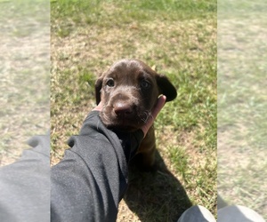 Labrador Retriever Puppy for sale in TROY, NY, USA