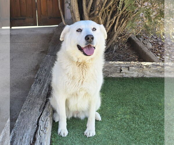 Medium Photo #2 Labrenees Puppy For Sale in Albuquerque, NM, USA