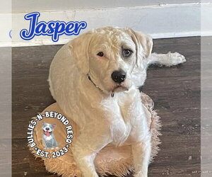 Jasper - Male Bernese Mountain Dog-Unknown Mix Dog for Adoption - Photo #12