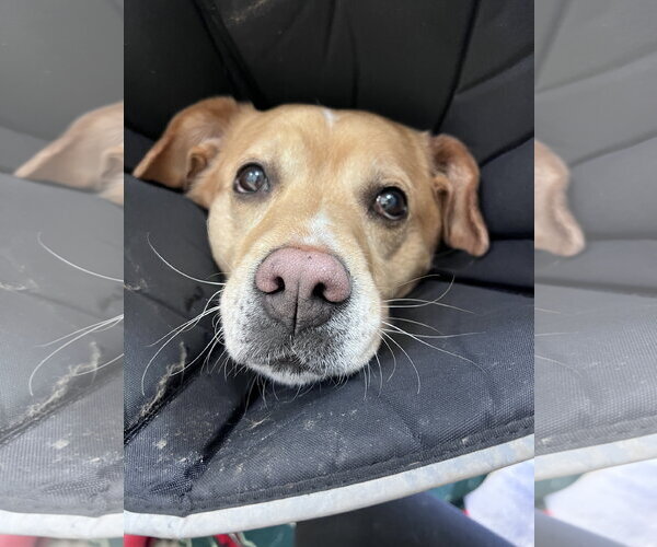 Medium Photo #2 American Pit Bull Terrier-Labrador Retriever Mix Puppy For Sale in Webster, WI, USA