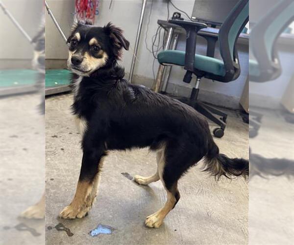 Medium Photo #1 Chihuahua-Unknown Mix Puppy For Sale in Camarillo, CA, USA