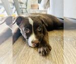 Small #7 Collie-Labrador Retriever Mix