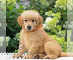 Golden Retriever Puppy for sale in LITITZ, PA, USA