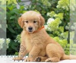 Small Golden Retriever