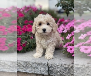 Coton de Tulear-Poodle (Toy) Mix Puppy for sale in CANOGA, NY, USA