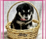 Small Photo #5 Goberian Puppy For Sale in BRINKHAVEN, OH, USA