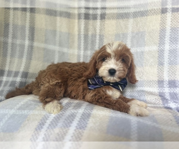 Medium Photo #5 Cavapoo Puppy For Sale in LAKELAND, FL, USA