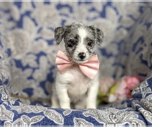 Fox Terrier (Smooth)-Poodle (Toy) Mix Puppy for sale in LEOLA, PA, USA