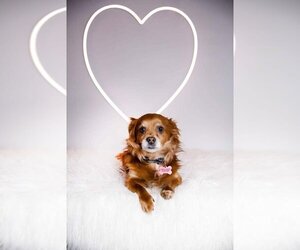 Cavalier King Charles Spaniel-Unknown Mix Dogs for adoption in Caldwell, NJ, USA