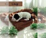 Image preview for Ad Listing. Nickname: Chip