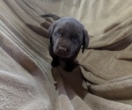 Puppy Heather Labrador Retriever