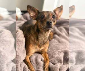 Chihuahua-Unknown Mix Dogs for adoption in Visalia, CA, USA