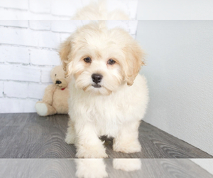 ShihPoo Puppy for Sale in RED LION, Pennsylvania USA