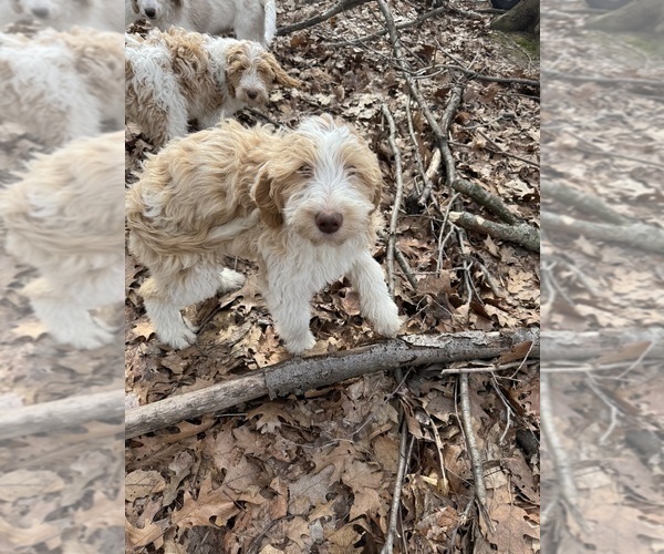 Medium Photo #4 Aussie-Poo-Goldendoodle Mix Puppy For Sale in COMMERCE, MI, USA