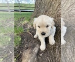 Small Photo #3 Golden Retriever Puppy For Sale in KETTLE FALLS, WA, USA