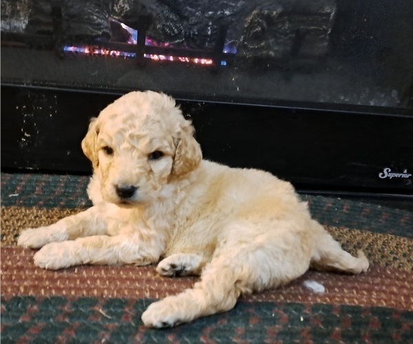 Medium Photo #3 Goldendoodle Puppy For Sale in PELHAM, NH, USA