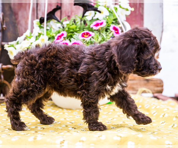 Medium Photo #2 Cockapoo Puppy For Sale in WAKARUSA, IN, USA
