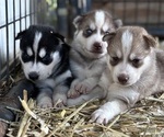 Small #2 Siberian Husky