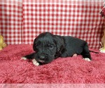Puppy Dolly Golden Mountain Dog