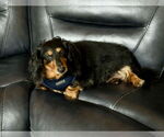Small #1 Dachshund