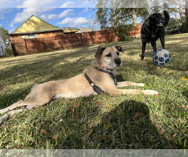 Medium Photo #2 Mutt Puppy For Sale in Rockaway, NJ, USA