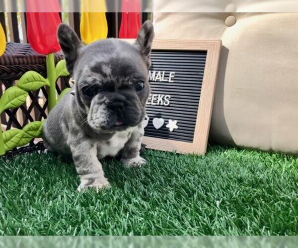 Medium Photo #3 French Bulldog Puppy For Sale in RIVERSIDE, CA, USA