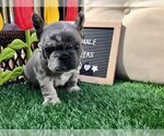 Small Photo #3 French Bulldog Puppy For Sale in RIVERSIDE, CA, USA